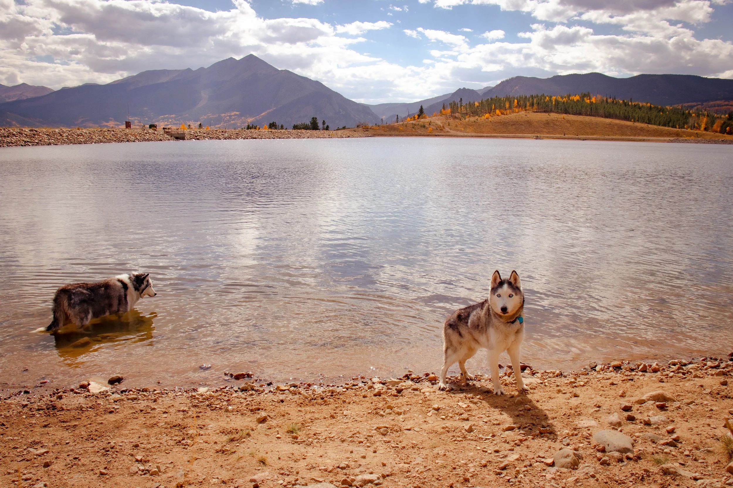 Siberian Husky Dogs - Breckenridge, CO.jpg