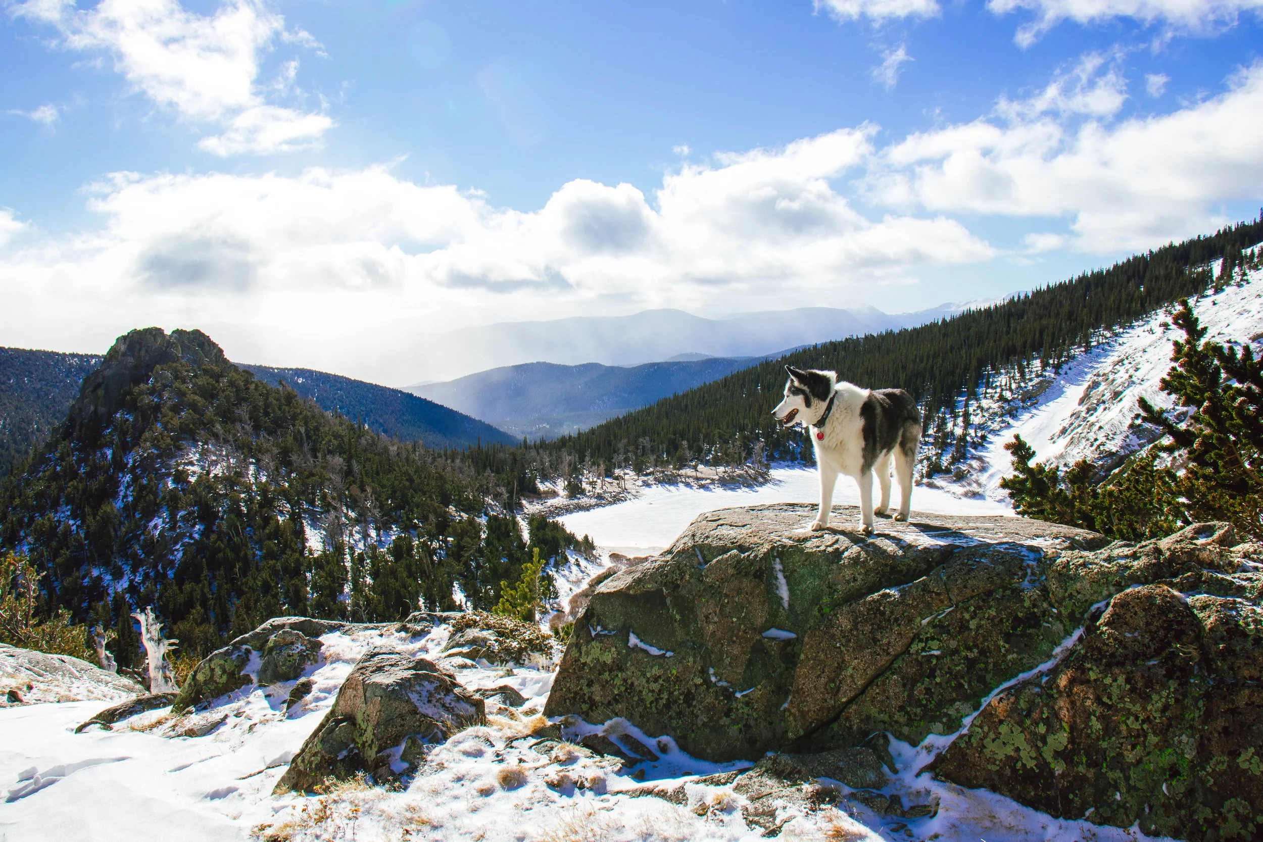 Siberian Husky Dog - Idaho Springs, CO.jpg