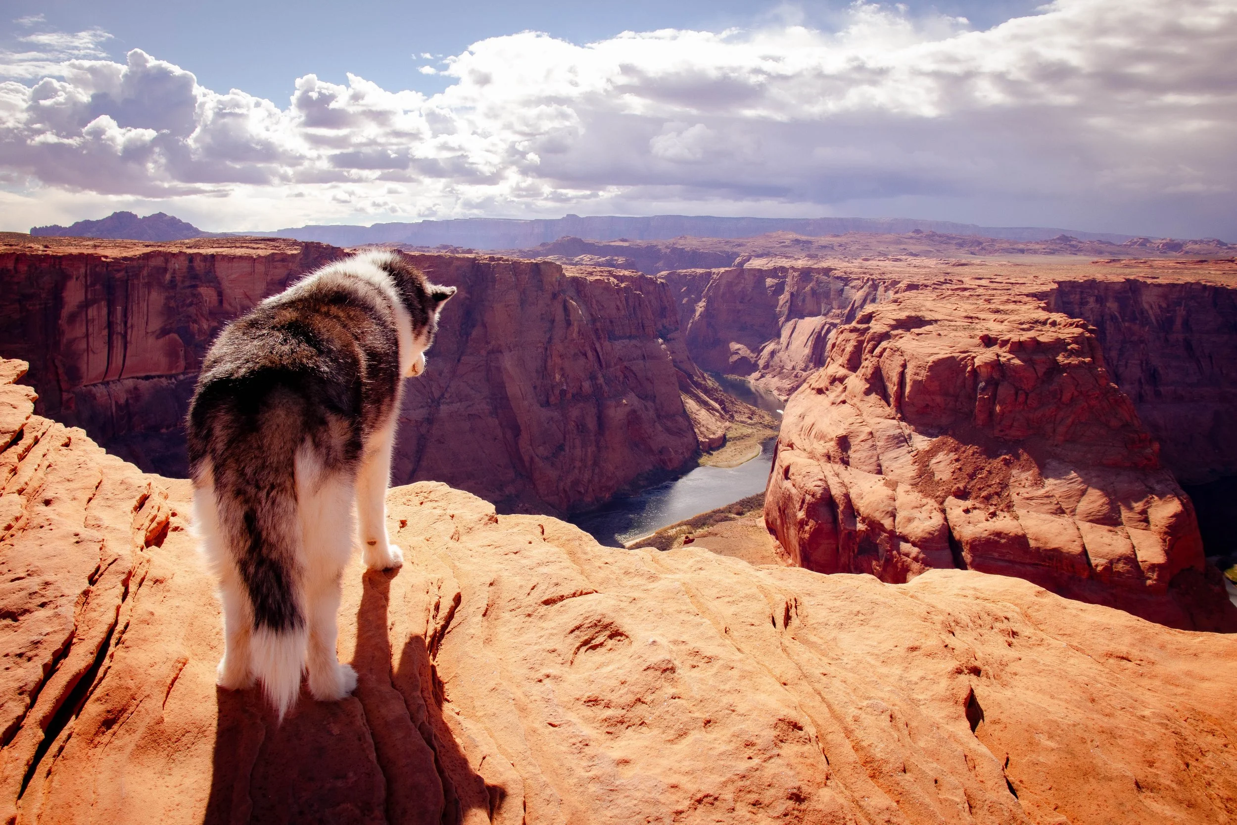 Siberian Husky - Horseshoe Bend, AZ.jpg