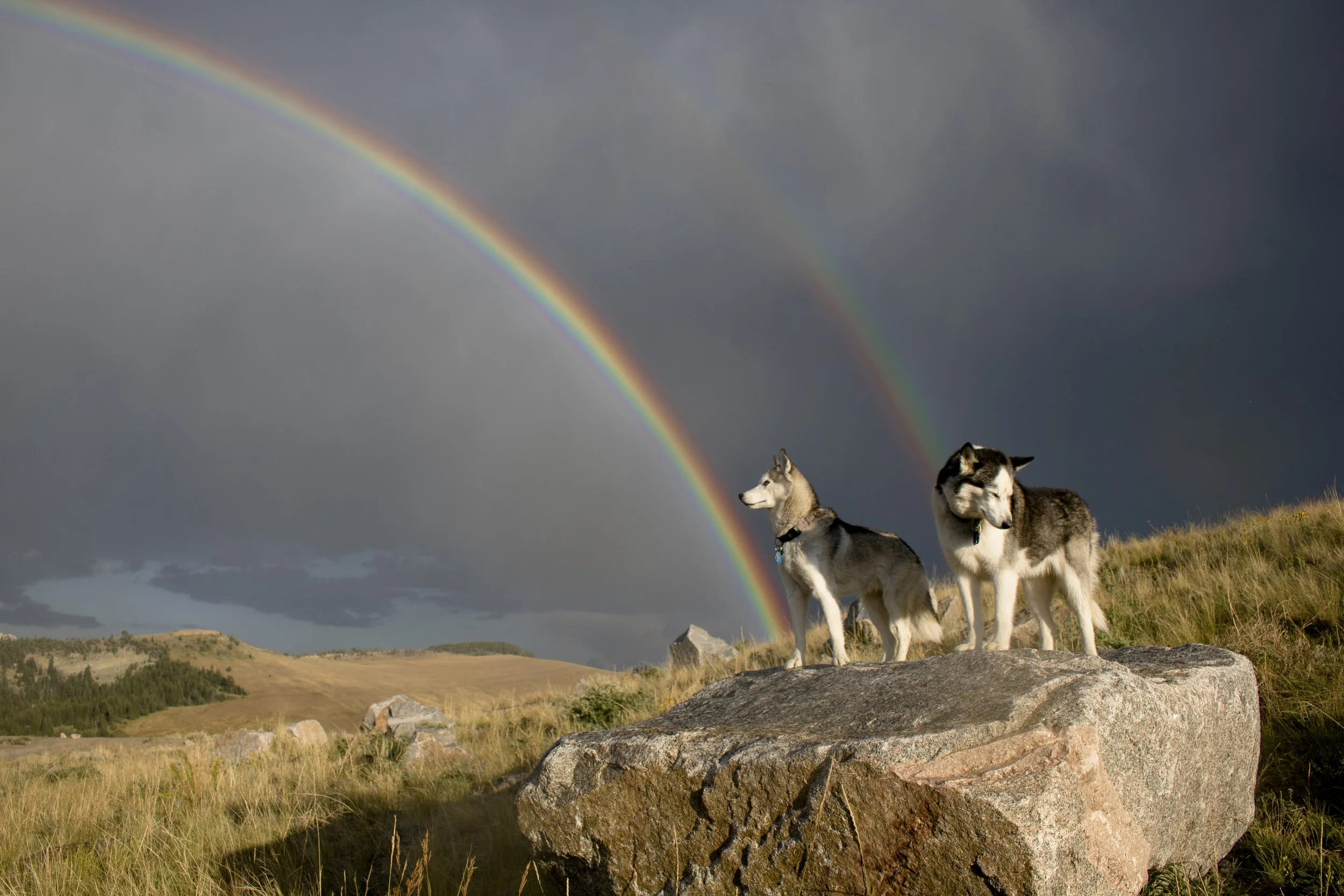 Siberian Husky Dogs + Double Rainbows.jpg