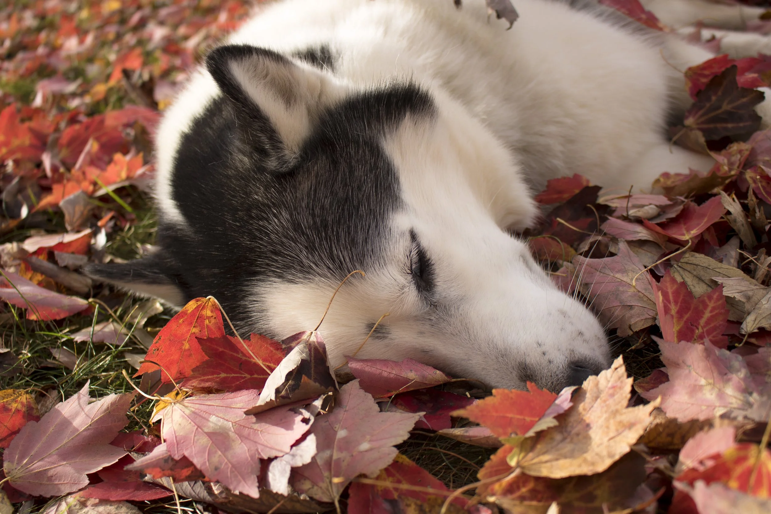 Senior Siberian Husky in Fall Leaves.jpg