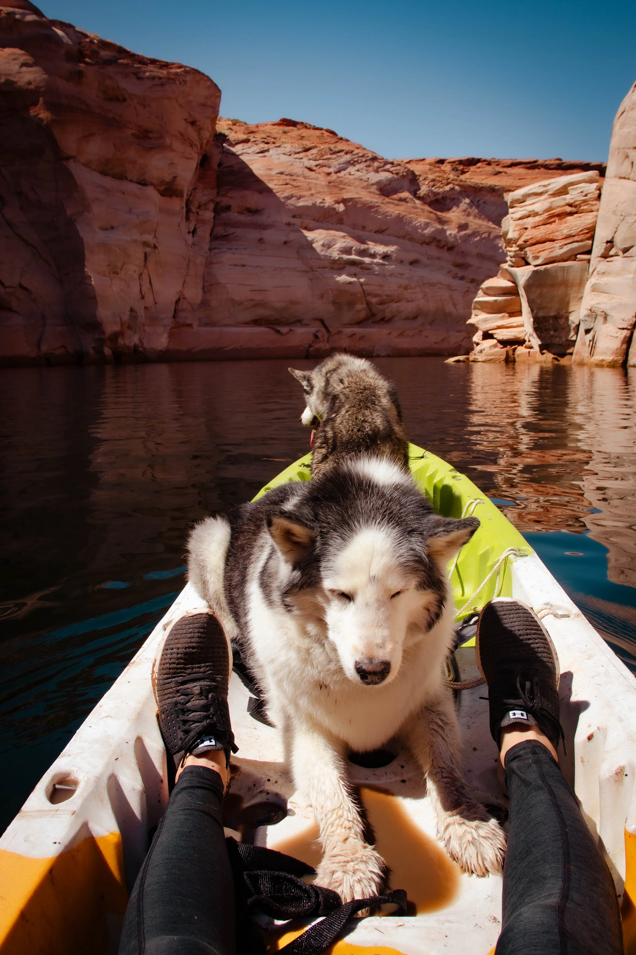 Canoeing with Dogs - Lake Powell.jpg
