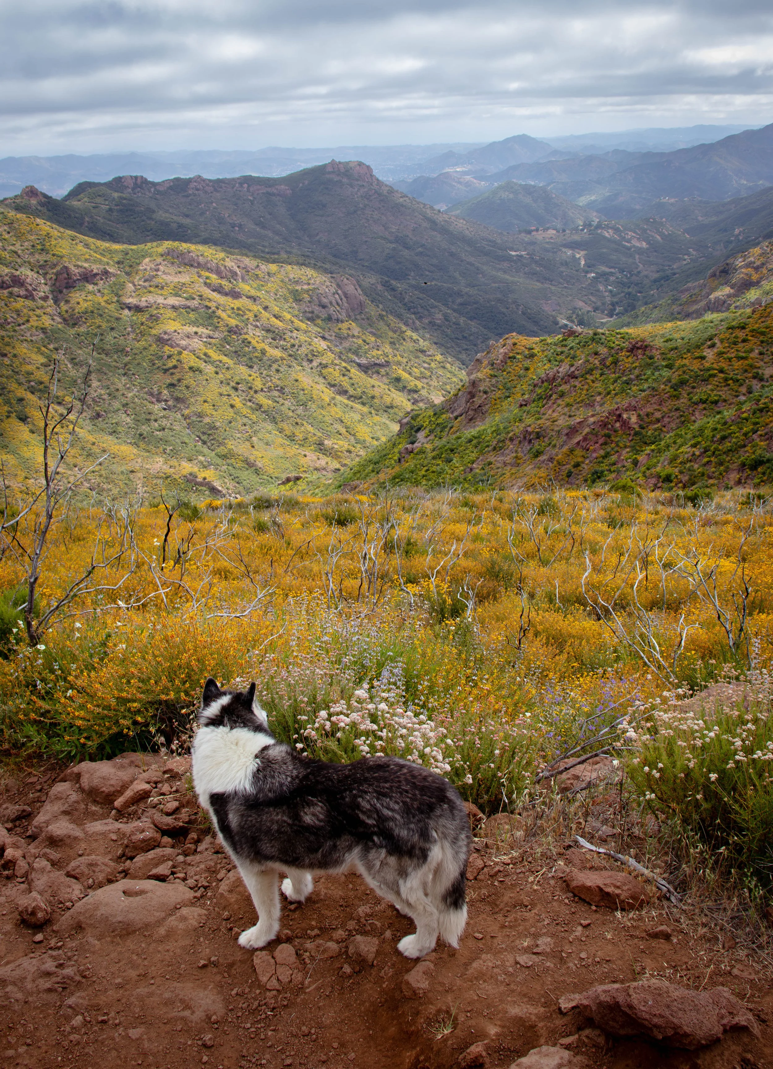 Siberian Husky Dog - Santa Monica Mountains, CA.jpg