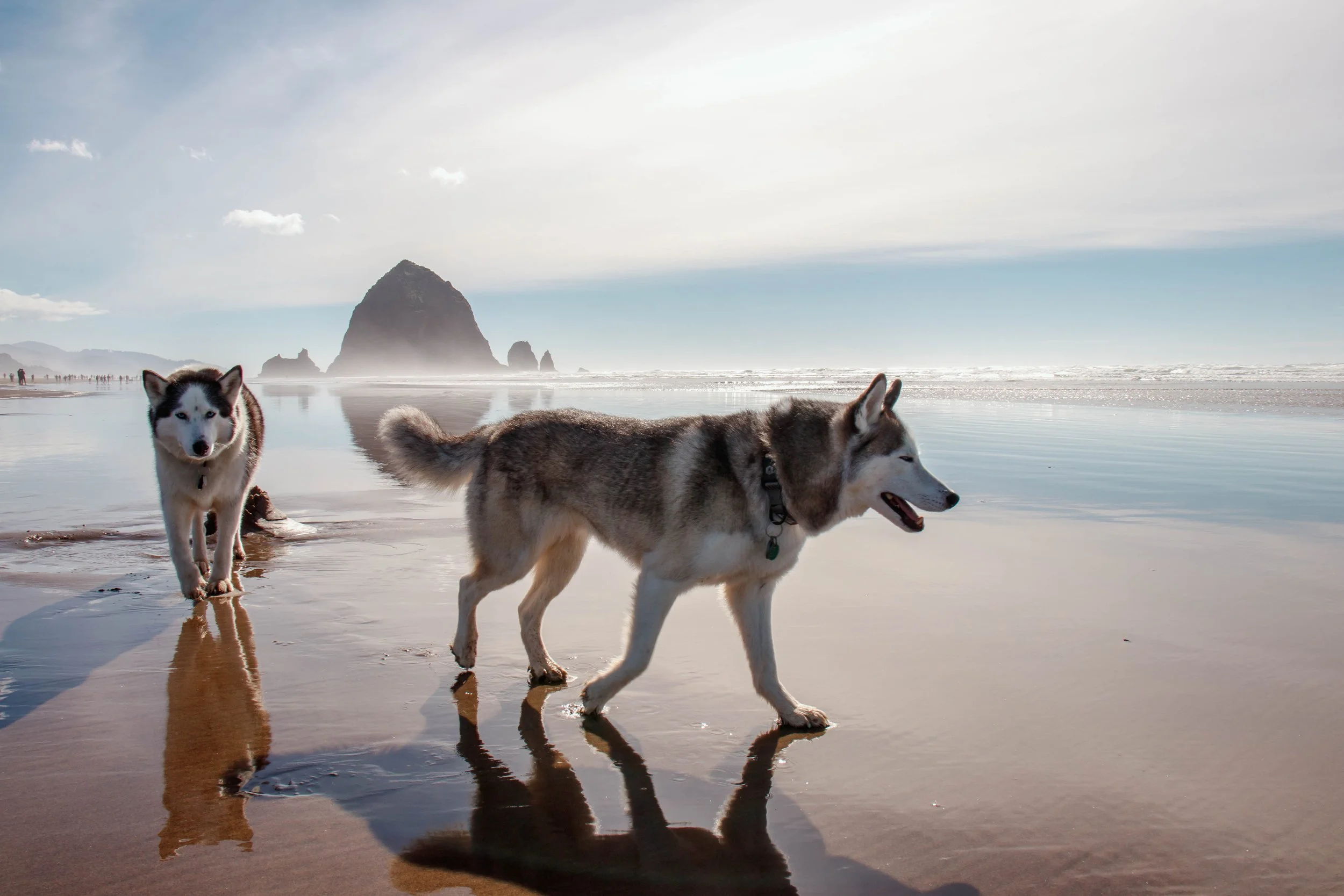 Siberian Husky Dogs - Cannon Beach, OR.jpg