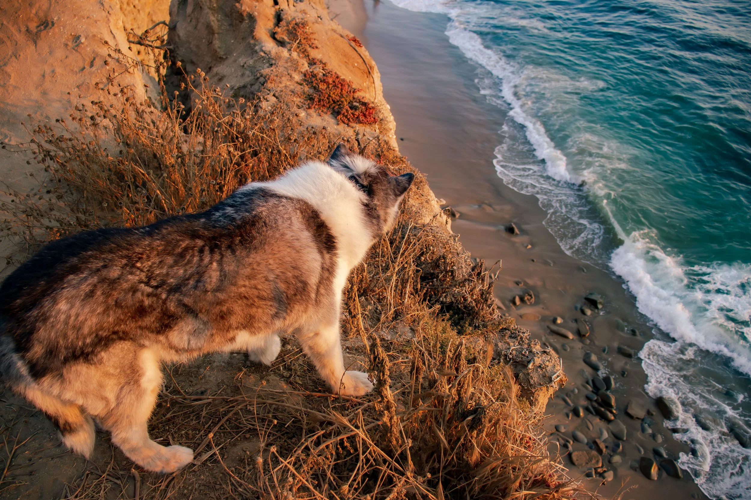 Siberian Husky Dog - Sunset Cliffs, San Diego, CA.jpg
