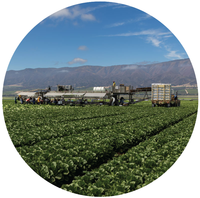 Church Brothers Farms harvester in field.