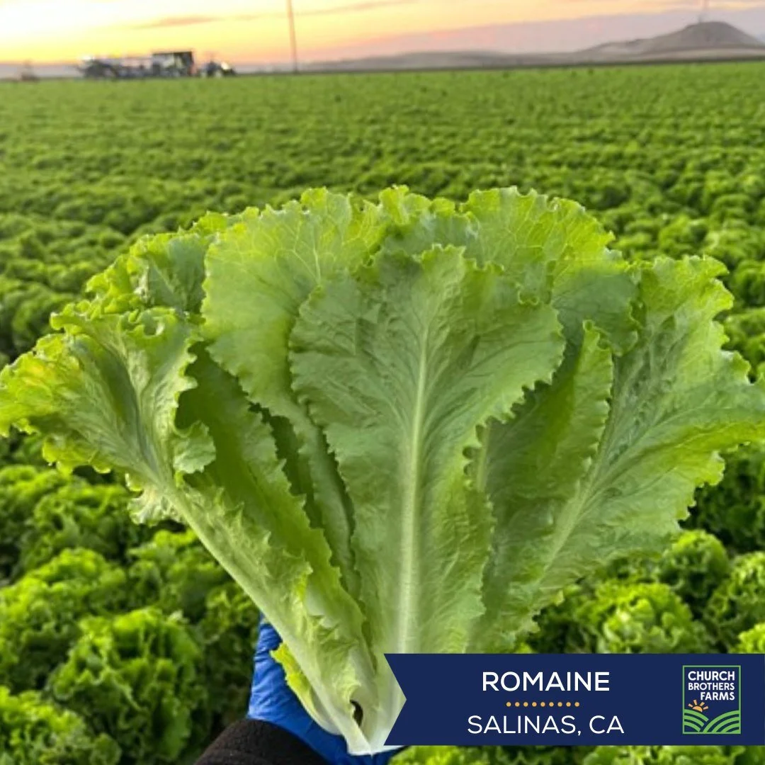 Fresh, crisp lettuce kissed by a stunning sunrise. Does it get any better than this? #FieldPhotoFriday