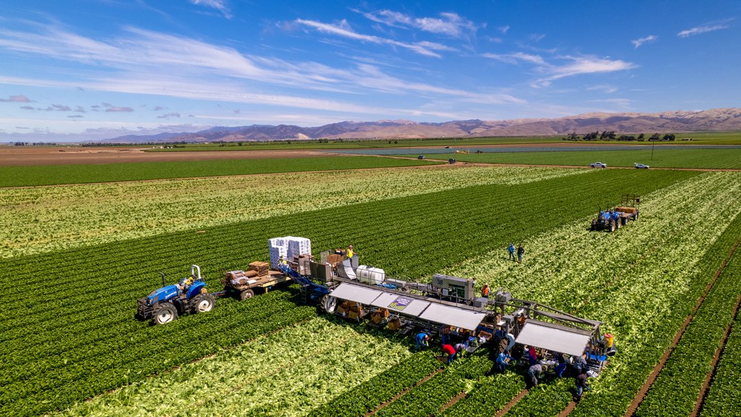 Tractors and workers harvesting a large green crop field under a partly cloudy sky.