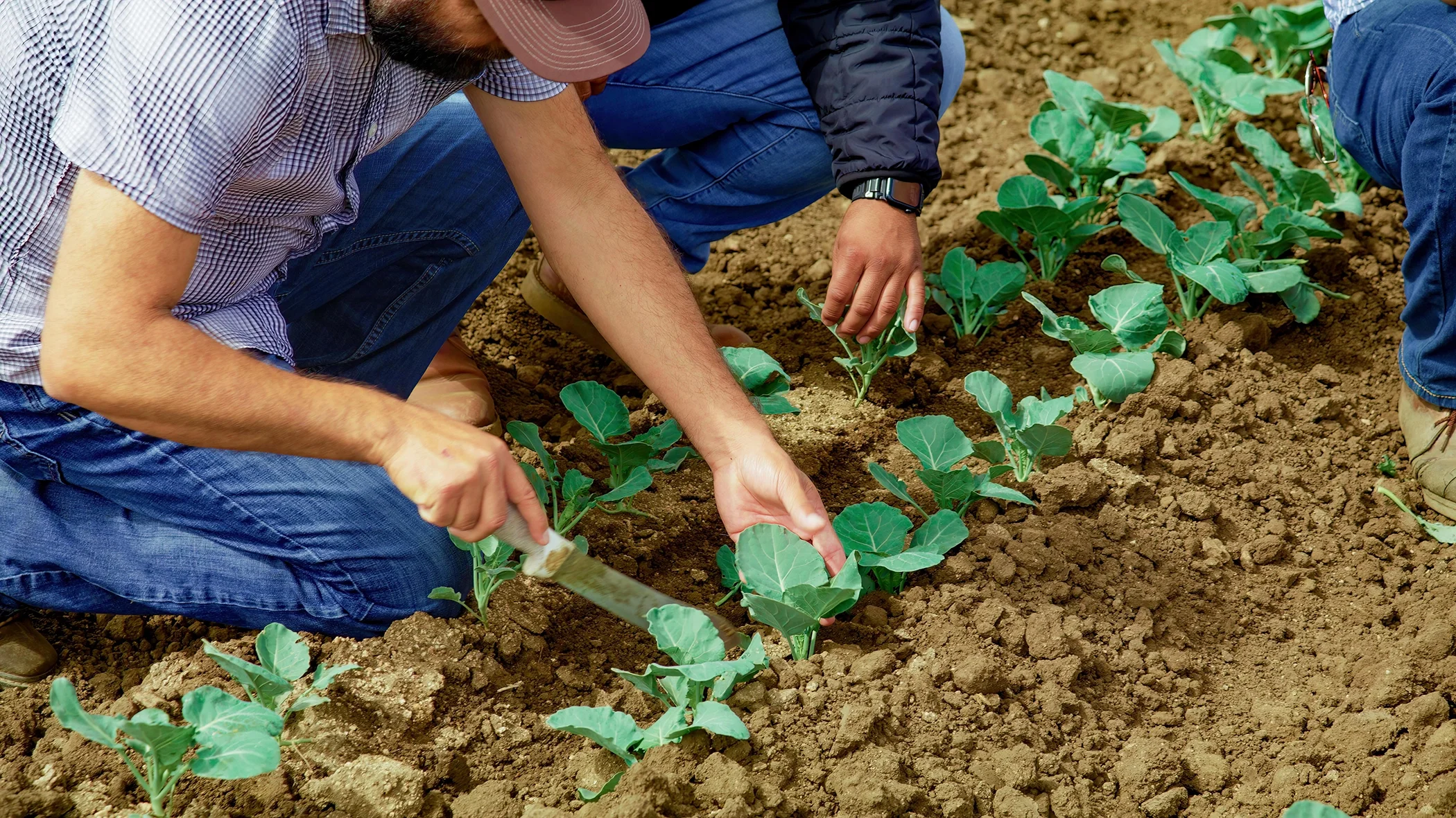 Man planting lettuce in rich dirt.