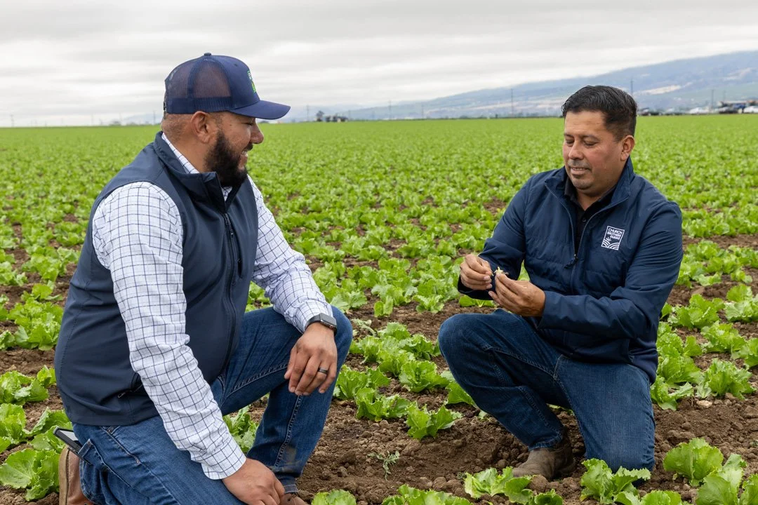 Two men in work jackets kneel in a lush green lettuce field, examining lettuce plants under a cloudy sky.