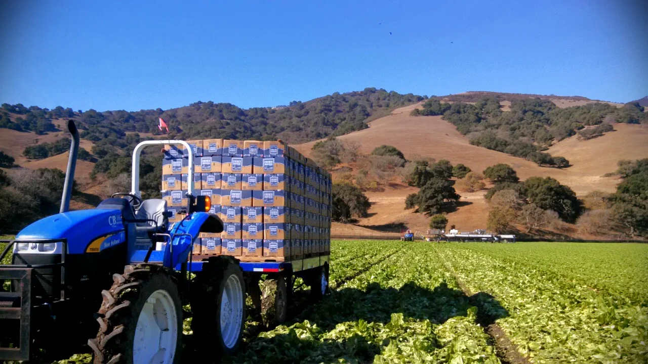 Tractor hauling boxed produce through field.