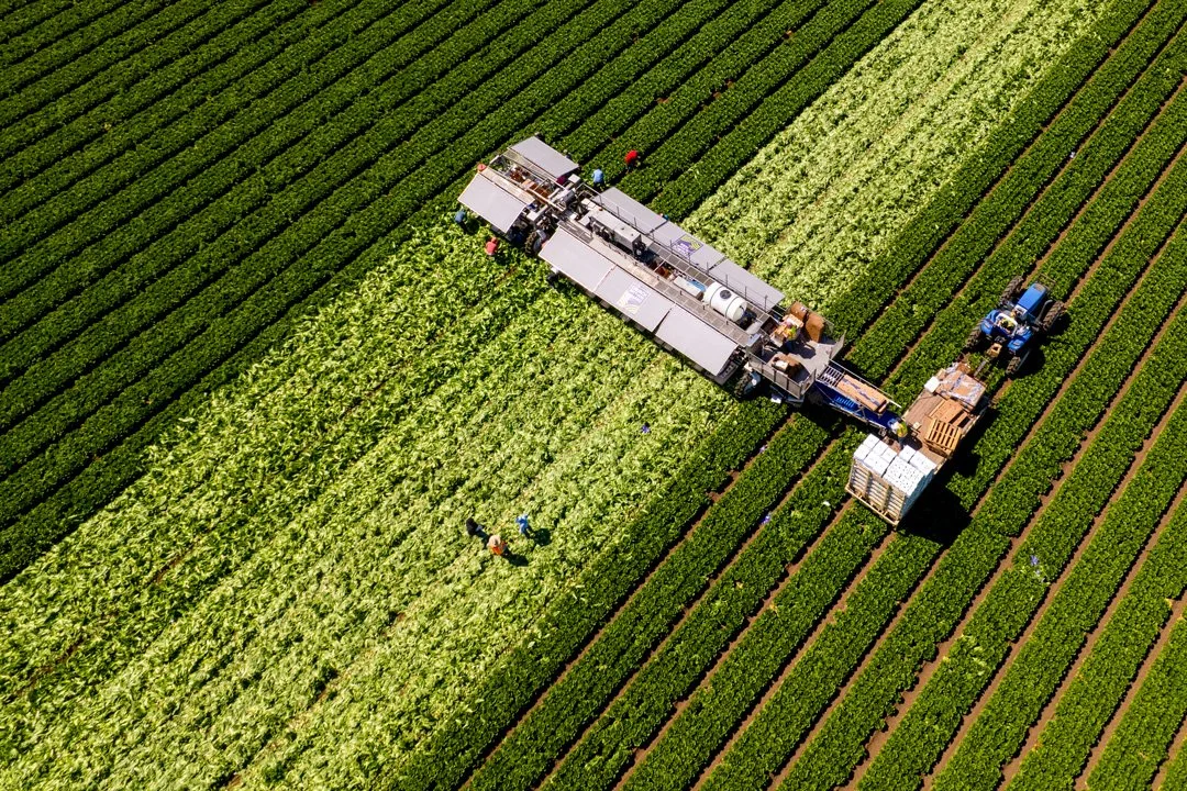 Aerial view of a tractor harvesting lettuce in a large green farm field.