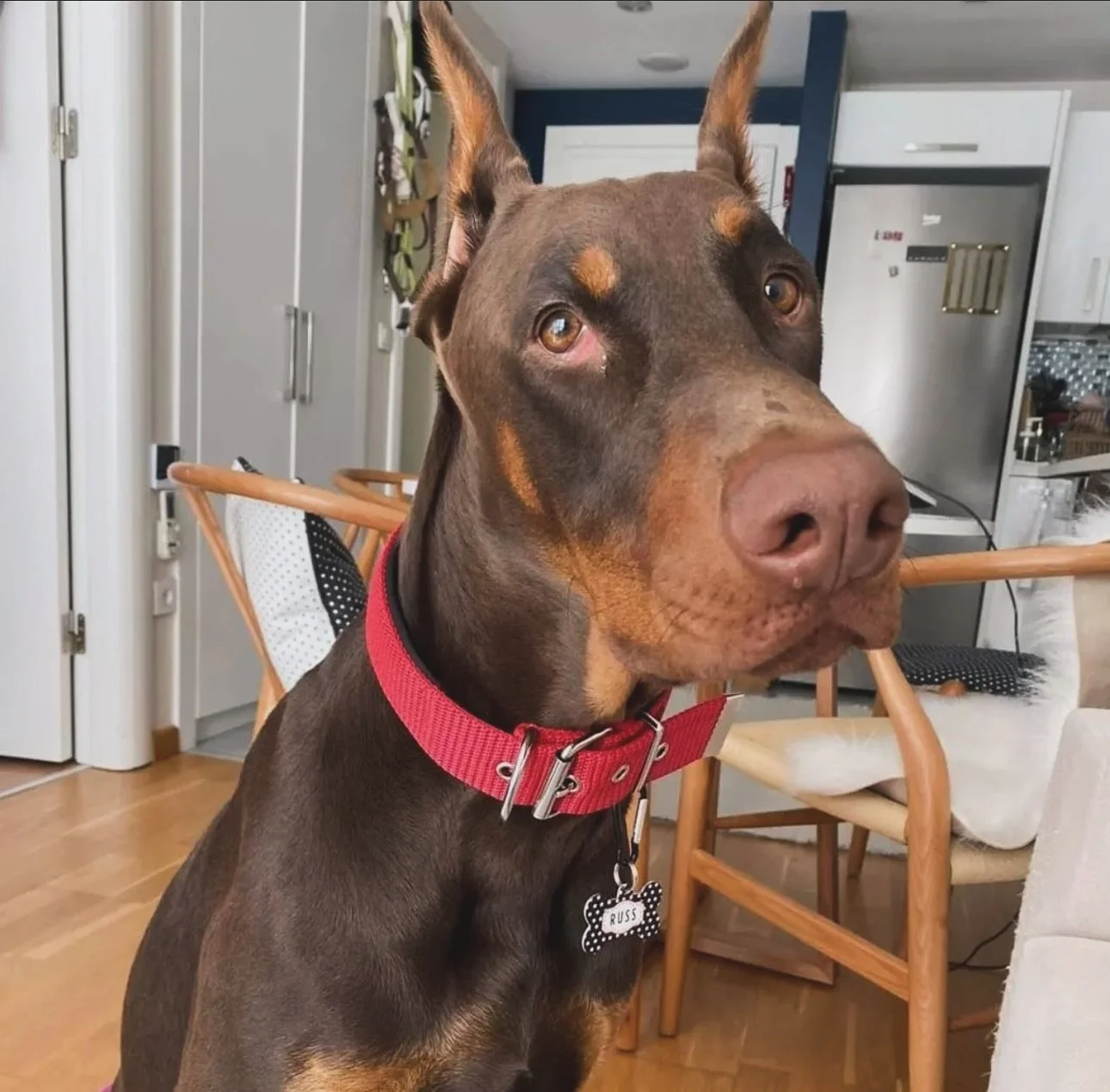 Meet Russ 🐕 Check his personalized name tag, made just for him❤️ www.pettagart.eu 
.
.
.
.
#dogoftheday #dogsofinstagram  #doglover #hundeostereggstra #hundeliebe #hundegl&uuml;ck #hundeaufinstagram #hundemodelsearch #hundefotografie #hundewelt #hun