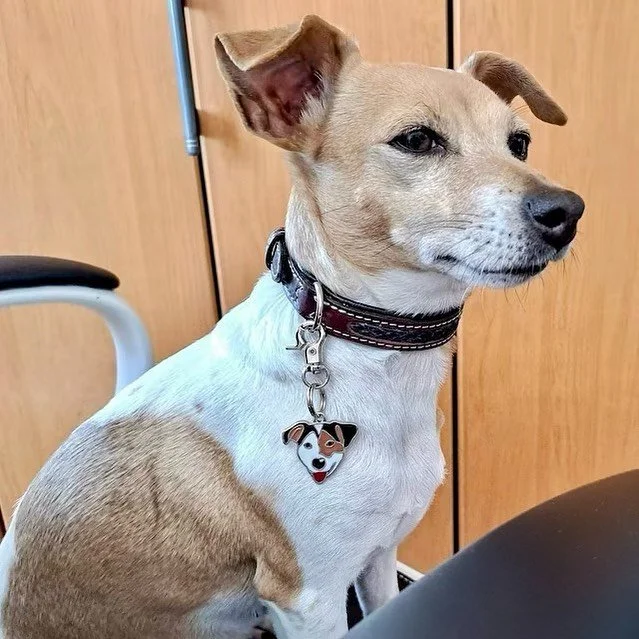 Handsome boy🫶🏼 with Jack Russel pet tag from www.pettagart.eu ✌🏼