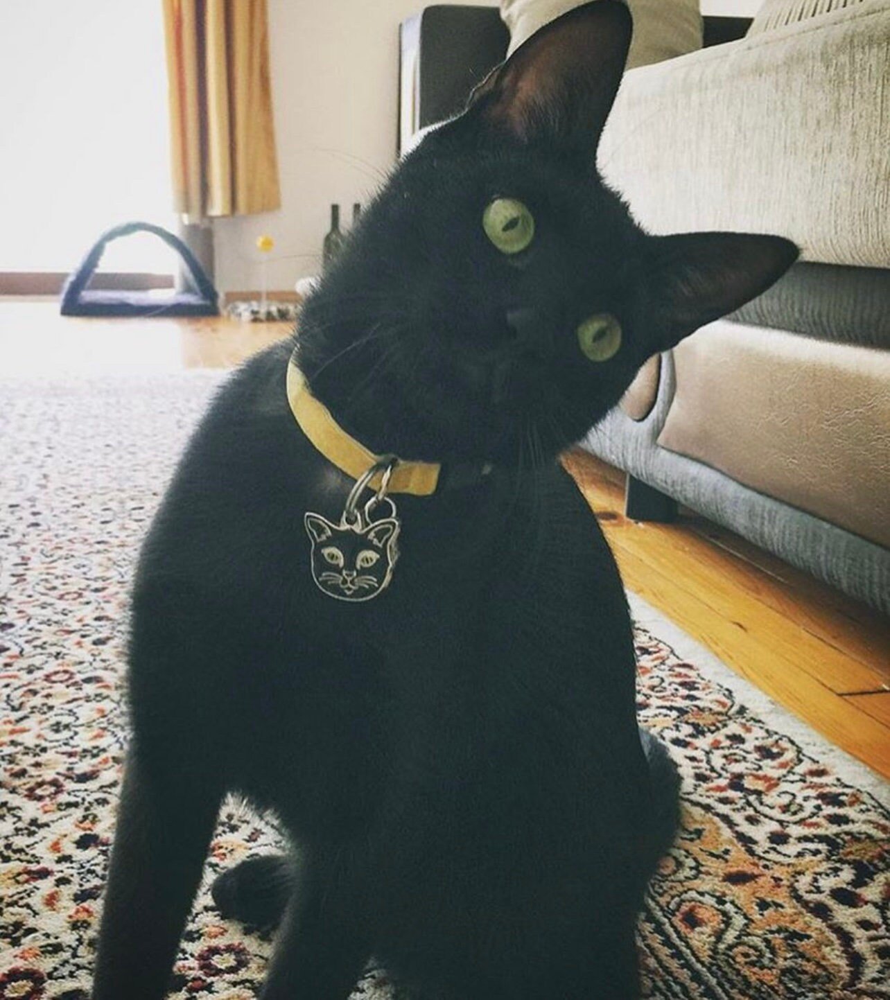 Schwarze Katze mit Anhänger aus Edelstahl. Personalisiert mit Gravur am Halsband.