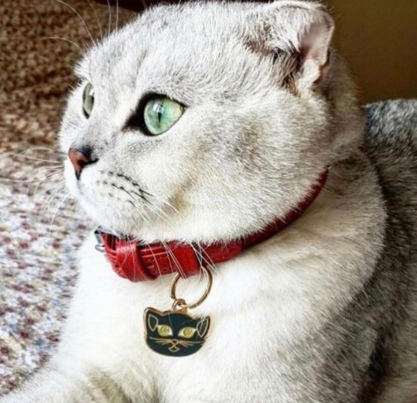 Katze mit graviertem Anhänger am Halsband. Edelstahl Anhänger mit Namen und Telefonnummer.