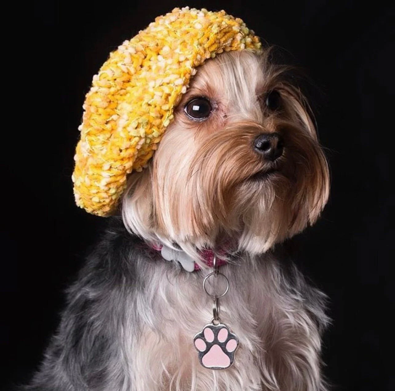 Yorkshire Terrier traegt Silber Pet Tag Art Pfoten Anhänger