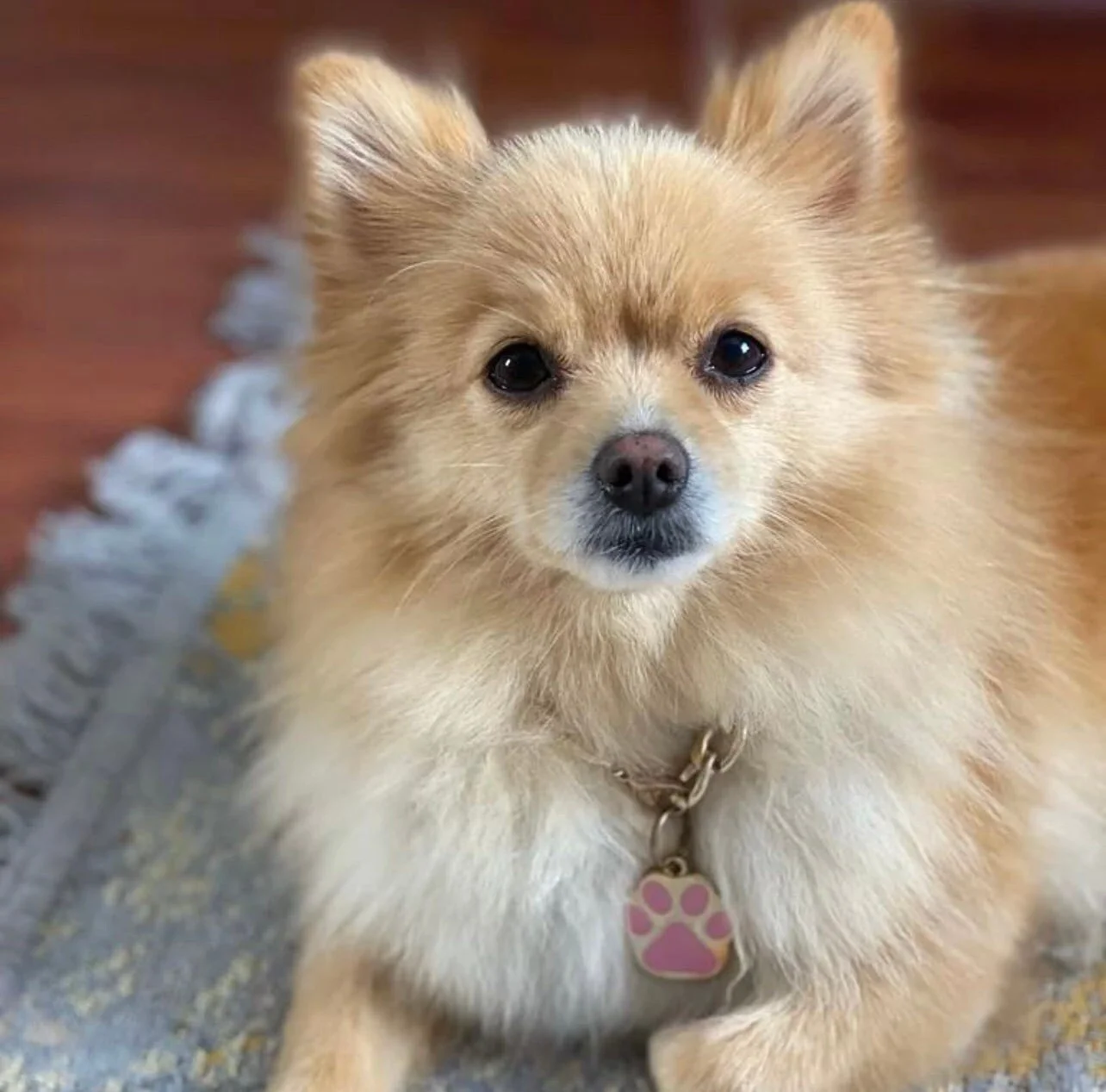 Pomeranian traegt Silber Pet Tag Art Pfoten Anhänger