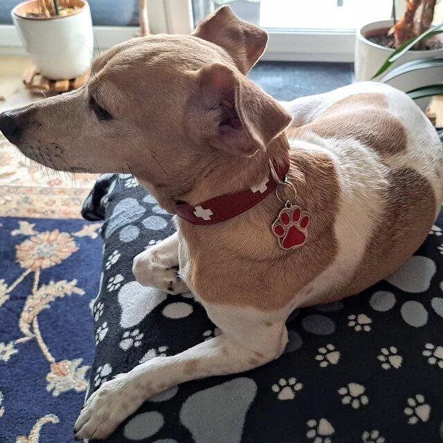 Swiss and sweet-pawed 🇨🇭❤️🐾