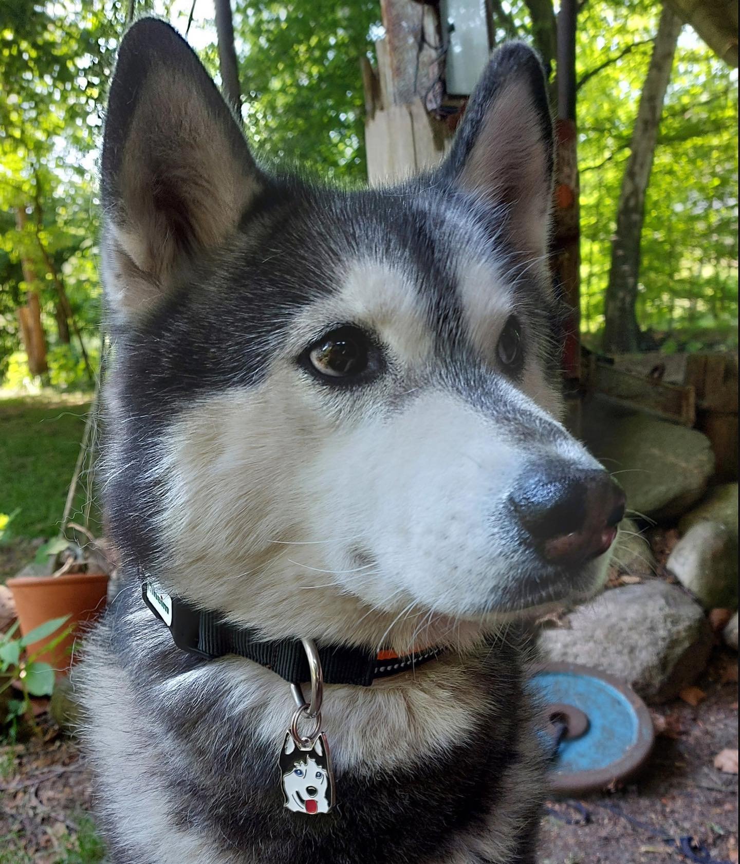 Our personalised Husky Name Tag found it&rsquo;s match. www.pettagart.at