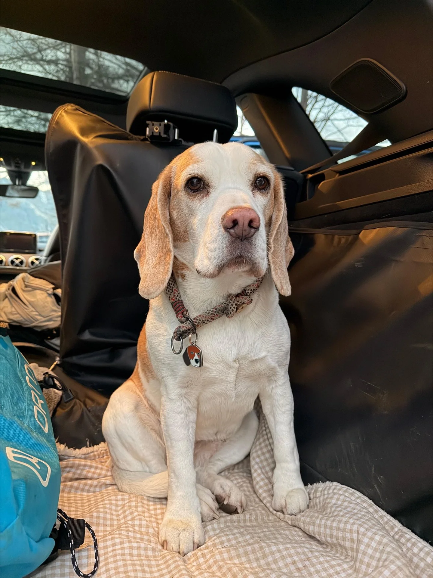 Wer is bereit f&uuml;r&rsquo;n Roadtrip? 🚗⛷️
Greta fix 👌 mit ihrer personalisierten @pettagarteu Marke. 
#dogsofinstagram #pettag #hundegl&uuml;ck