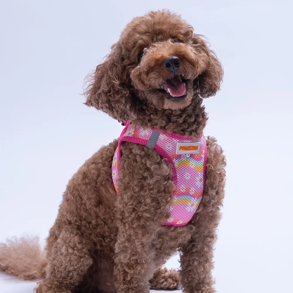 AirMesh Step-In Hundegeschirr Daisy