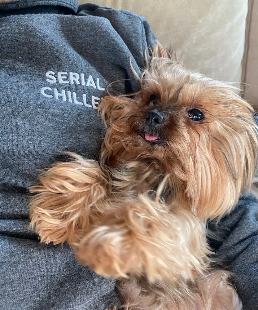 Gründerin von Pet Tag Art mit Katze im Arm, Wien