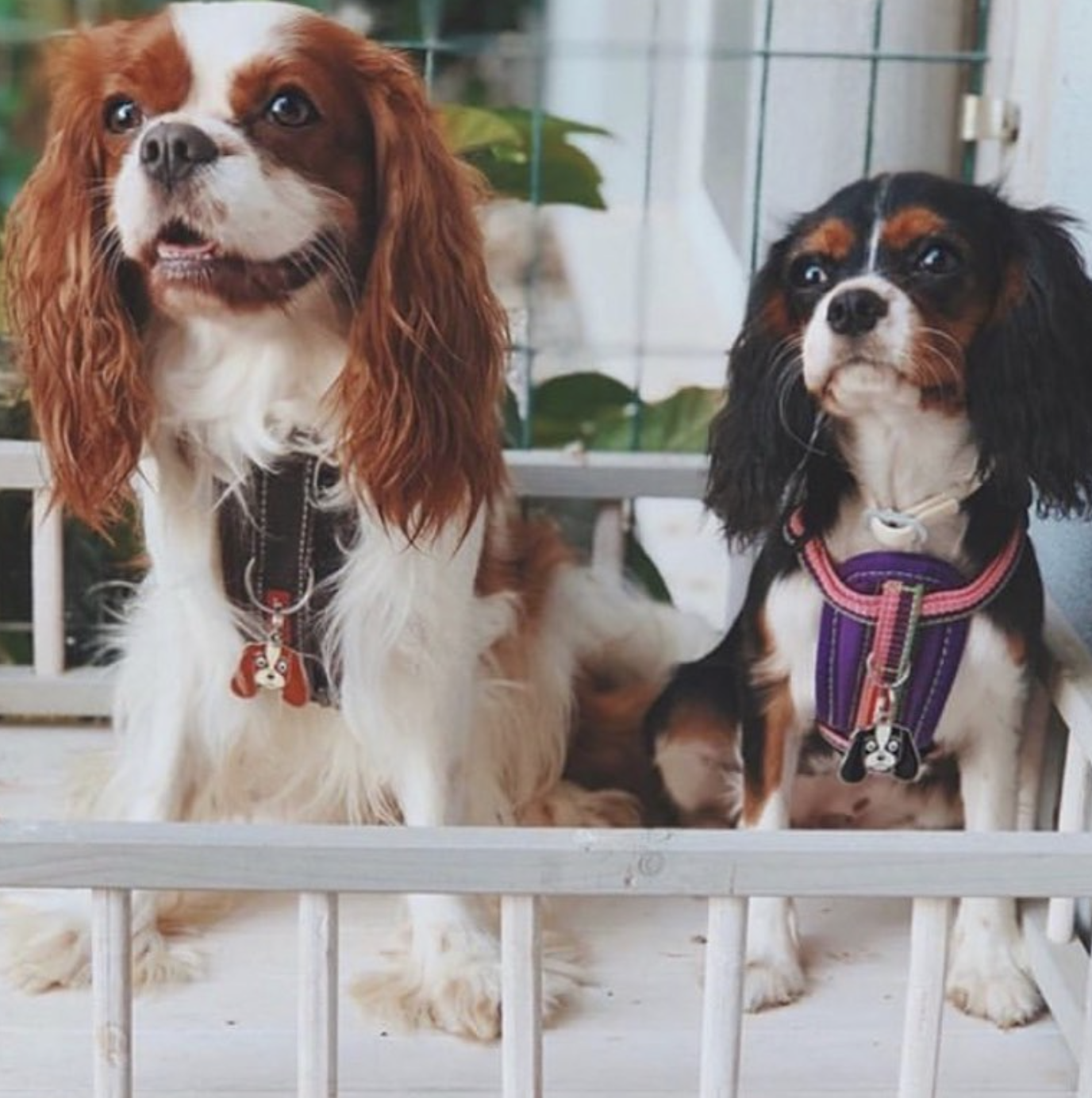 Cavalier King Charles Spaniels mit Hundemarken