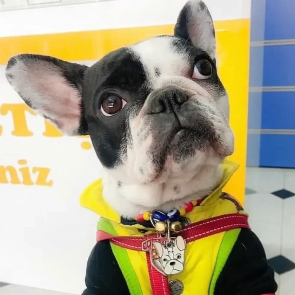 Französische Bulldogge mit bunter Leine und gravierter Pet Tag Art Hundemarke in Form eines Bulldoggenkopfs – bereit für den nächsten Spaziergang.