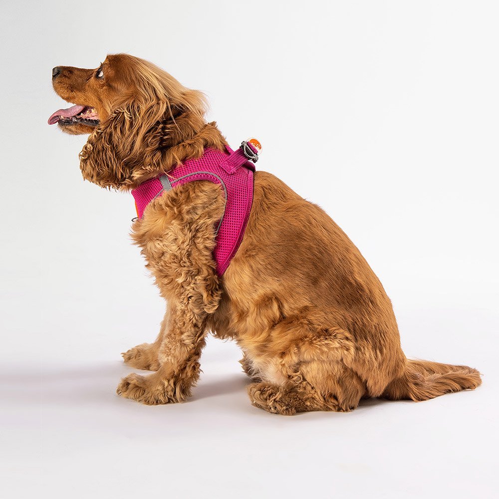 Seitenansicht eines Hundes mit atmungsaktivem AirMesh Step-In Hundegeschirr Fuchsia
