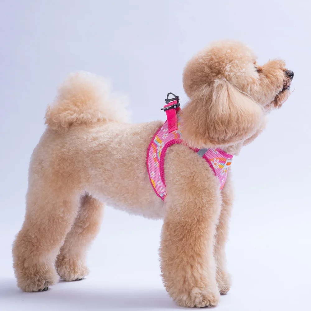 Schräg von links: Pudel mit leichtem AirMesh Step-In Hundegeschirr in Pink Floral, gepolstert