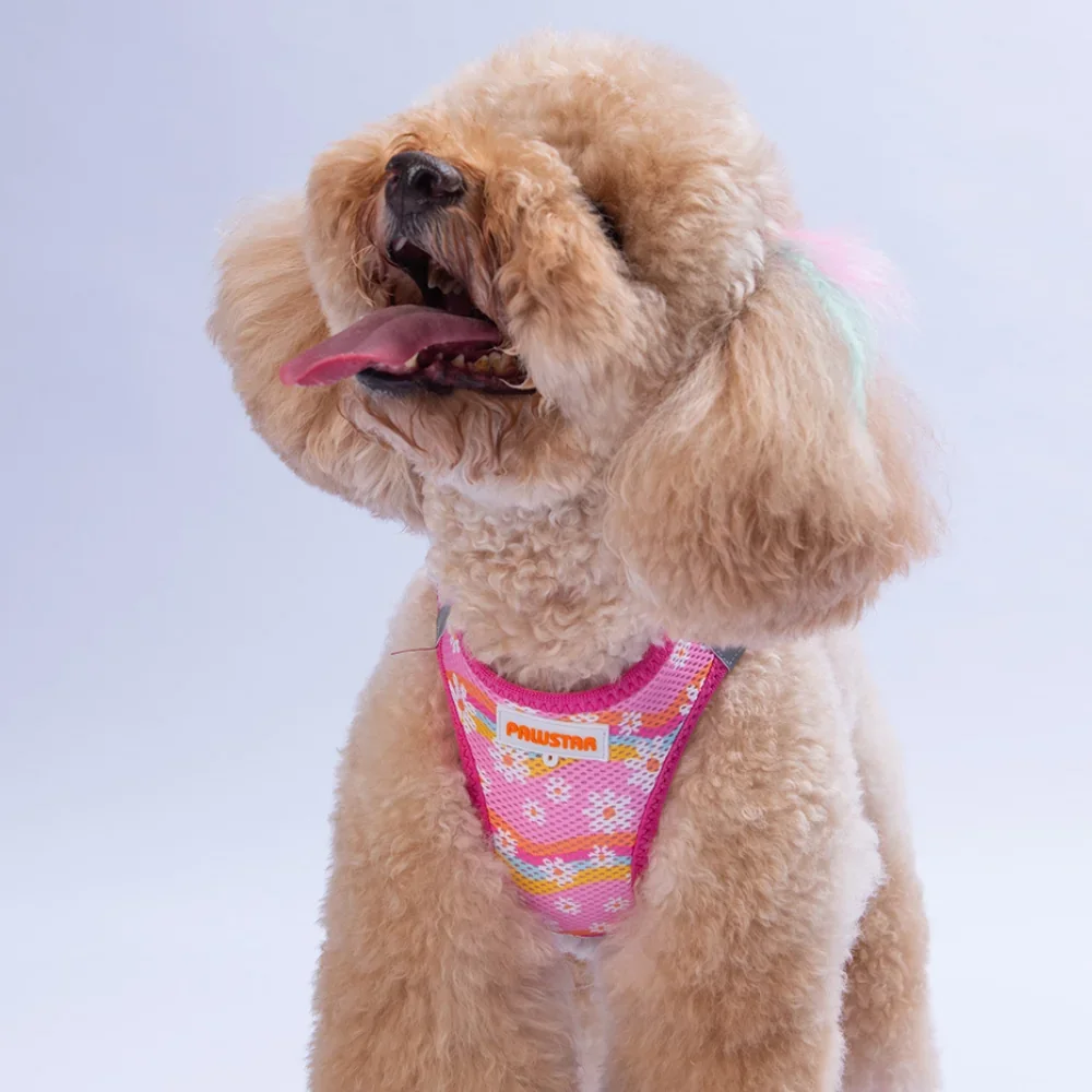 Nahaufnahme eines Pudels im pinken AirMesh Step-In Hundegeschirr mit Blumenmuster