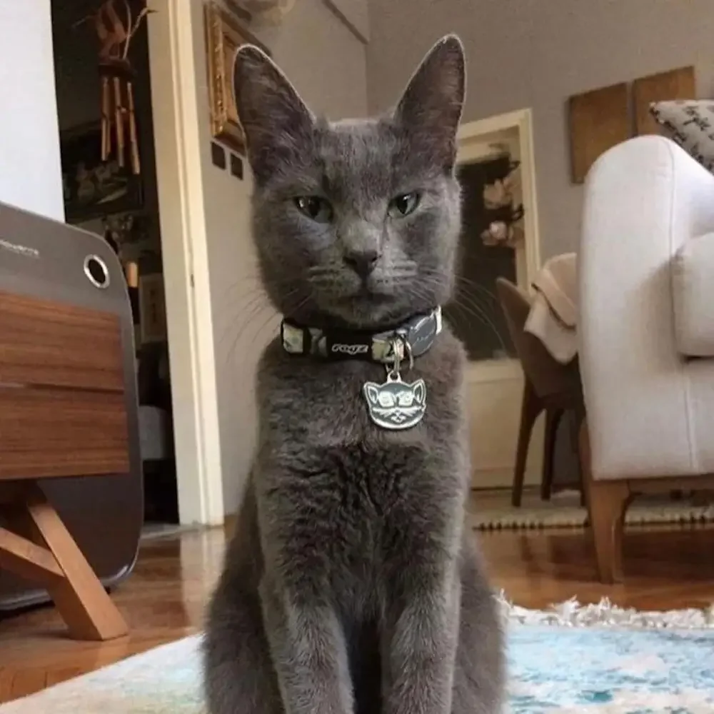 Graue Katze trägt eine individuell gravierte Pet Tag Art Katzenmarke in Form eines Katzenkopfs – sitzt stolz im Wohnzimmer.
