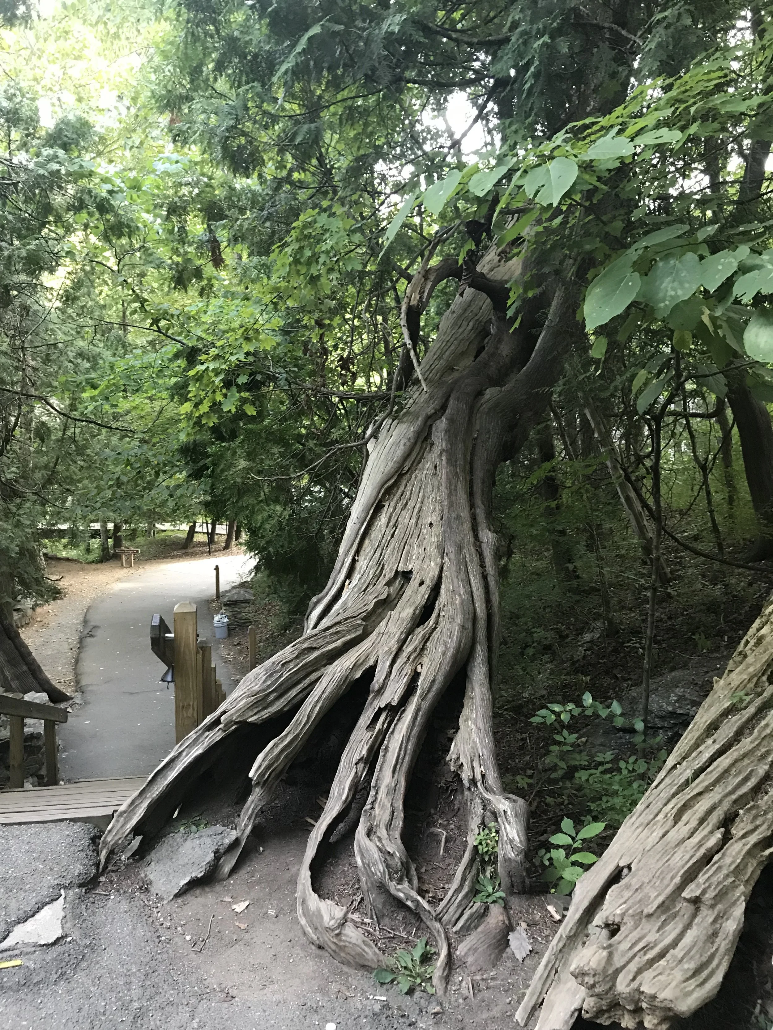 When Losses Add Up: Finding Your Way Forward in Life’s Later Chapters