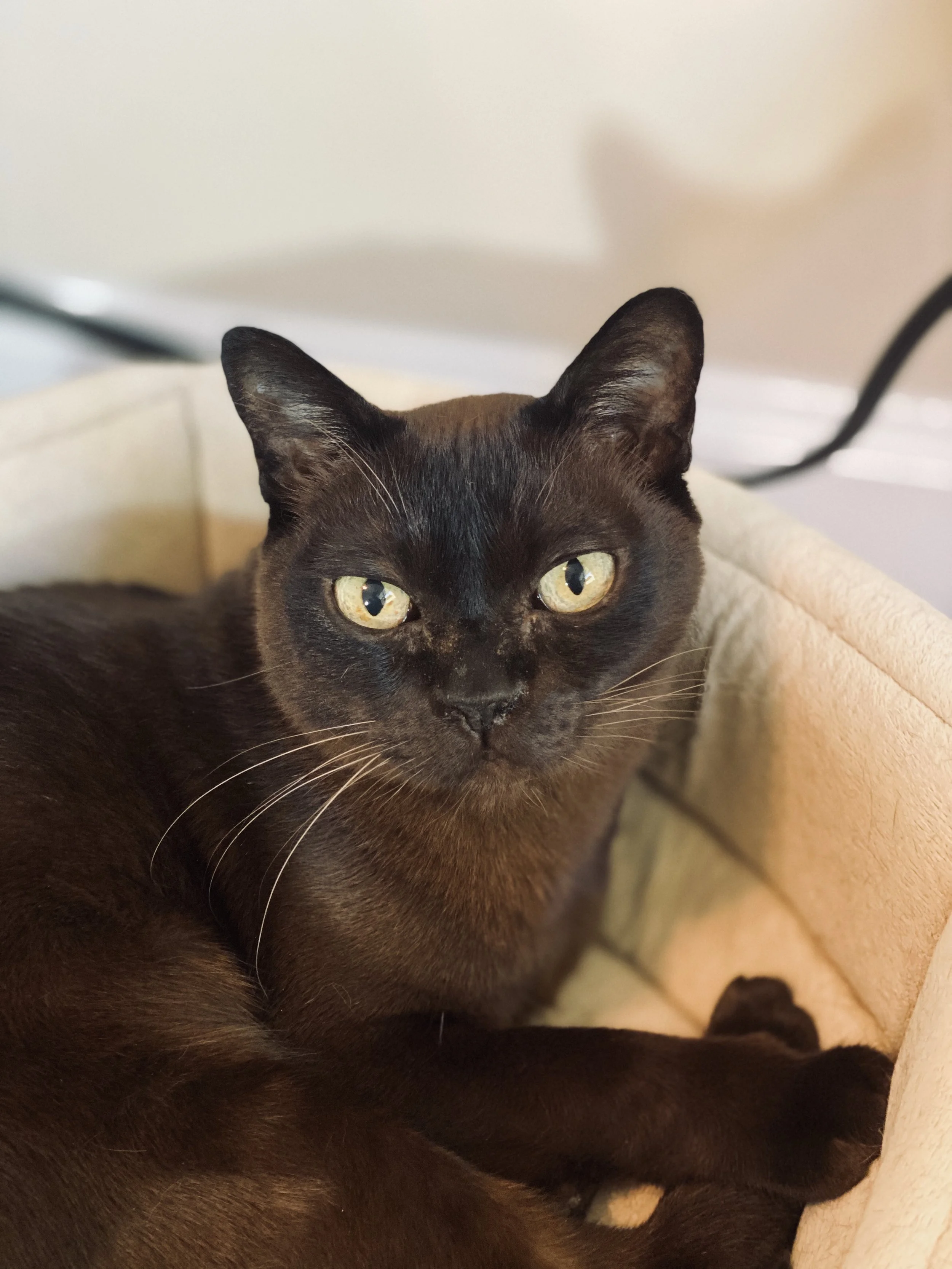 When the Paws Go Silent: Coping With the Loss of a Beloved Pet