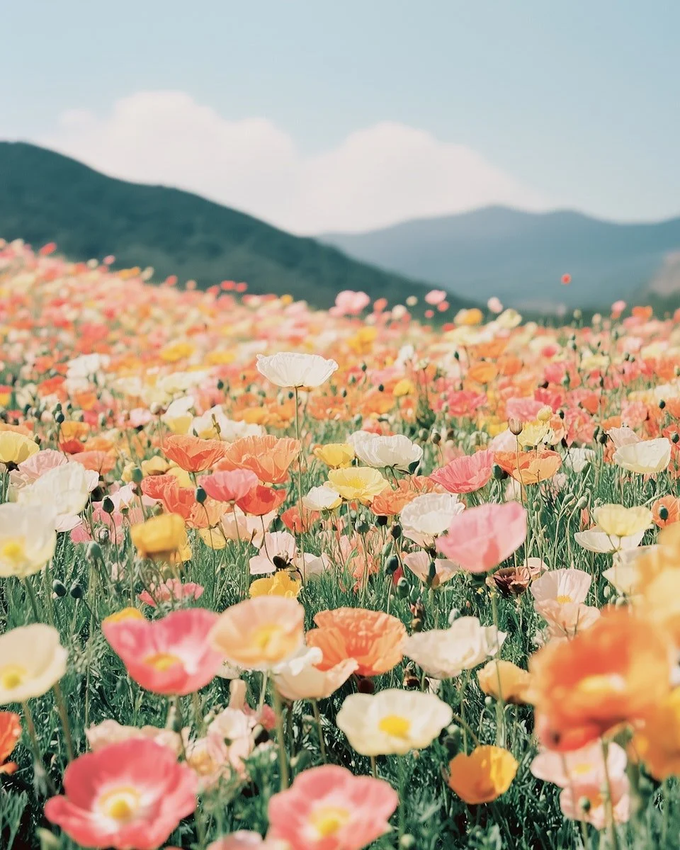 A field of colorful poppies with pink, white, yellow, and orange flowers, mountains in the background, and a partly cloudy sky overhead.