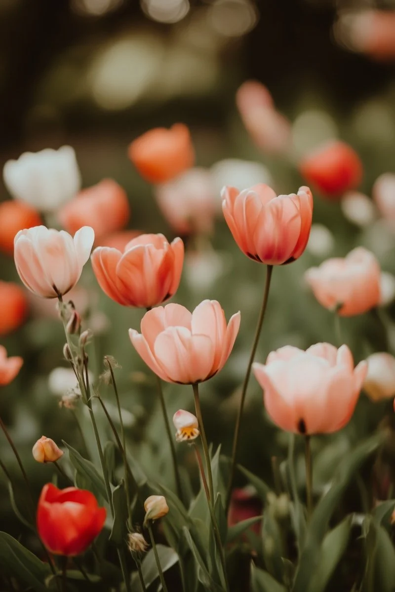 Close-up of pink and white tulips in a garden with blurred background.