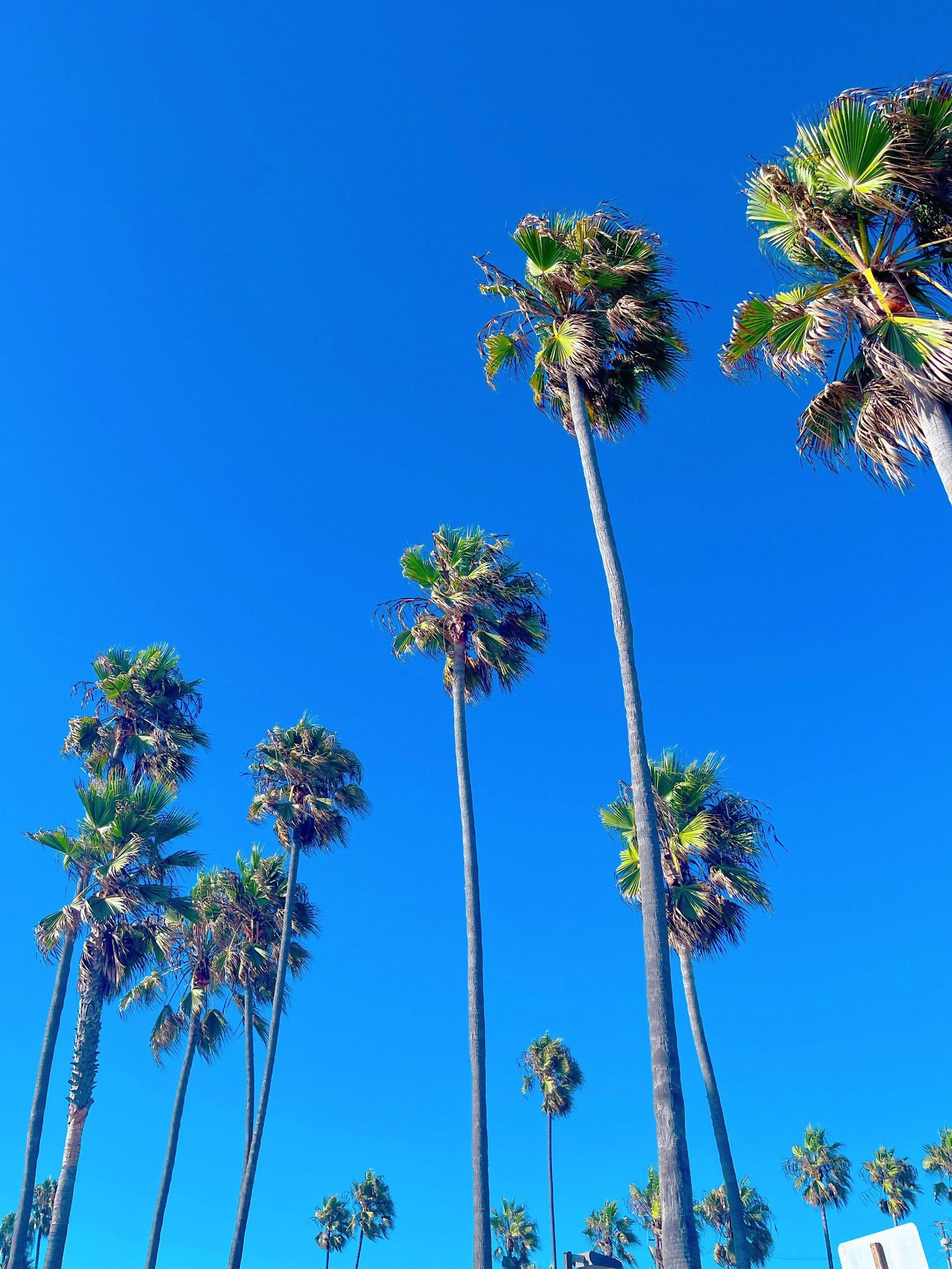 Tall palm trees against a bright blue sky.