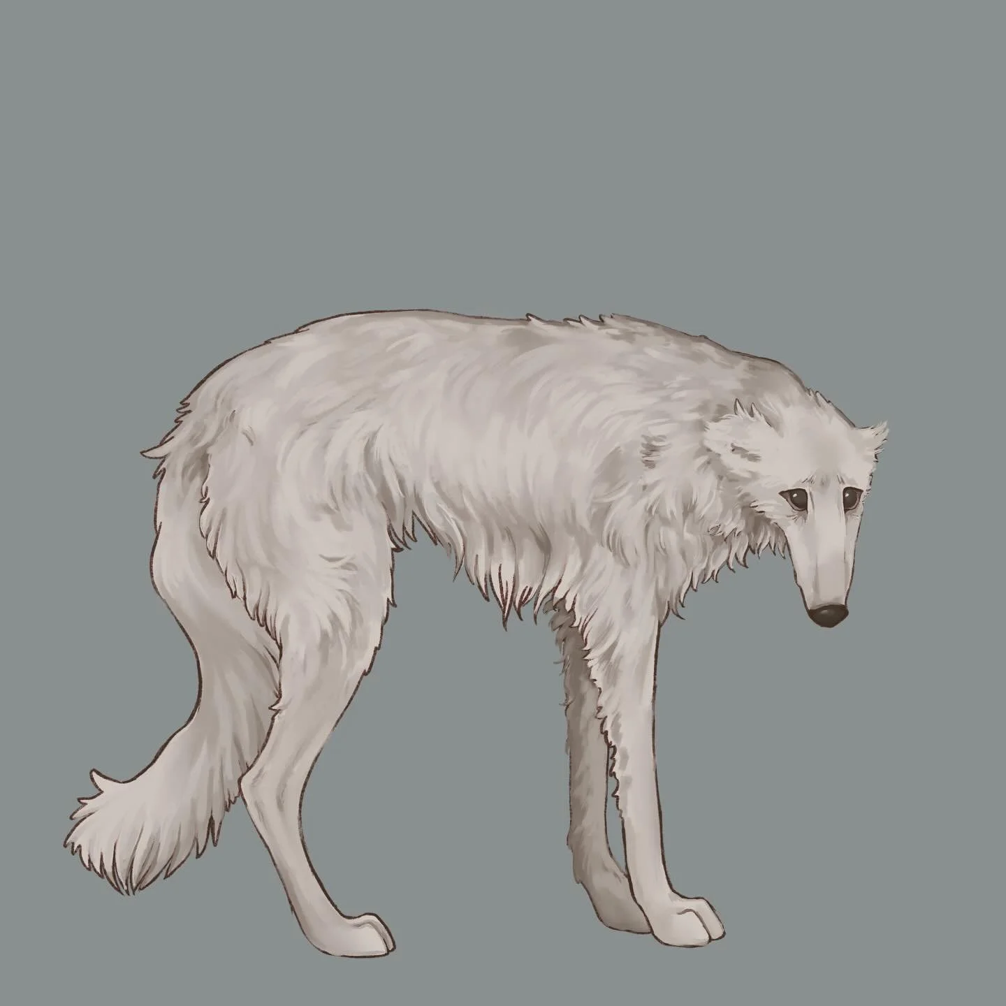its been a year, while im working on a new piece here are some recent dog drawings🐩🐾🐺 all digital made with procreate