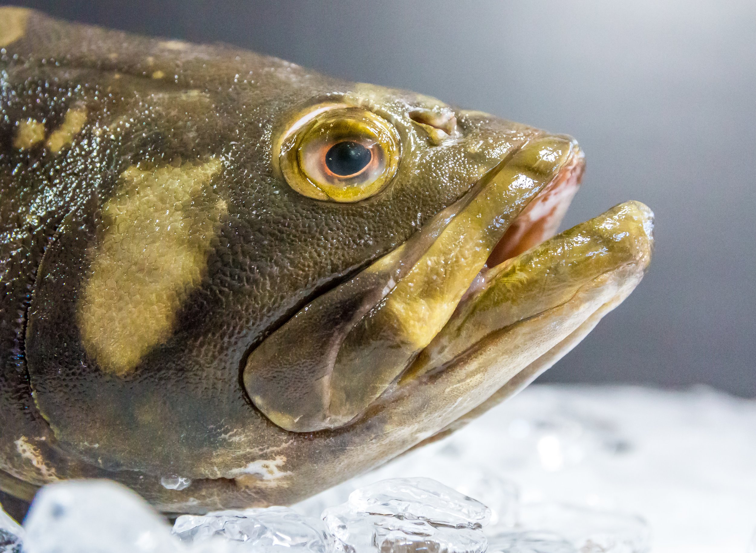Grouper-1.jpg