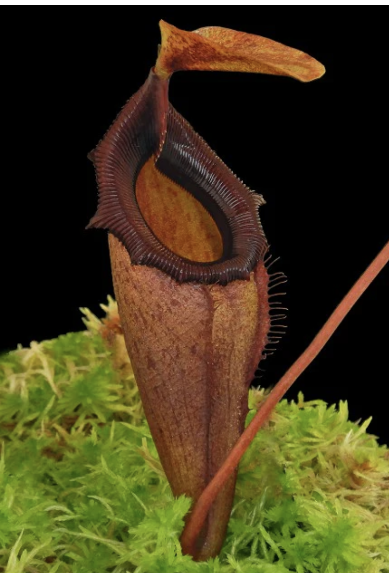 N. rajah x flava BE-4604