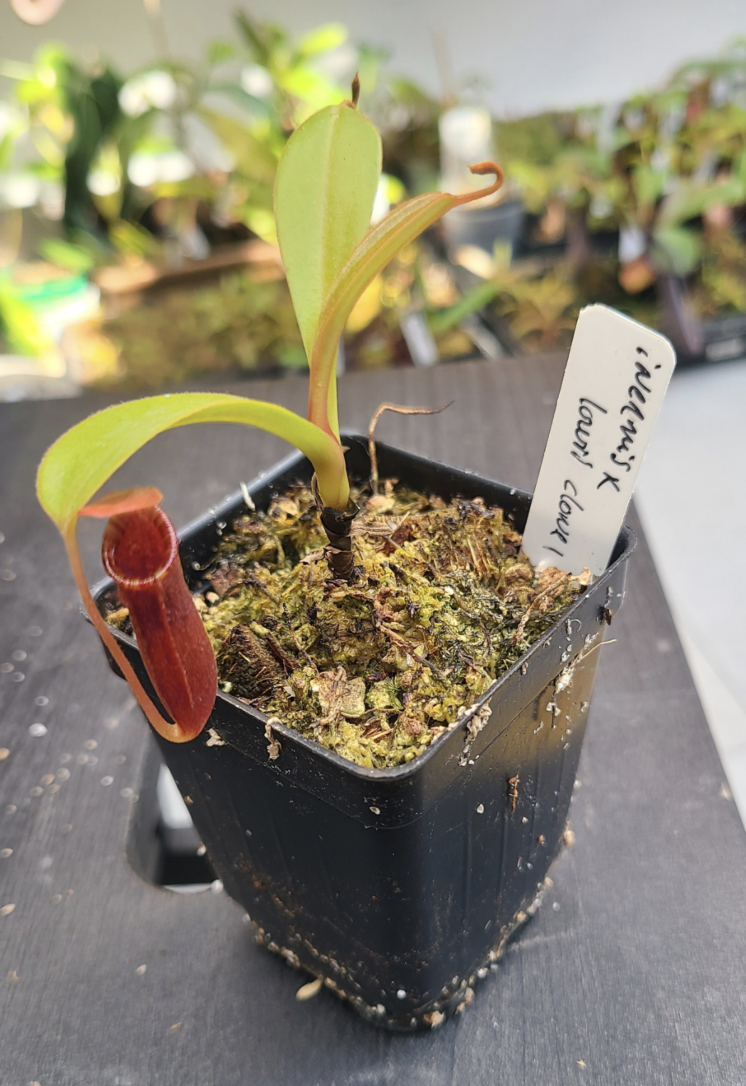 N. inermis x lowii AW clone 1