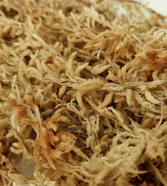 sphaigne à longues fibres (NZ)