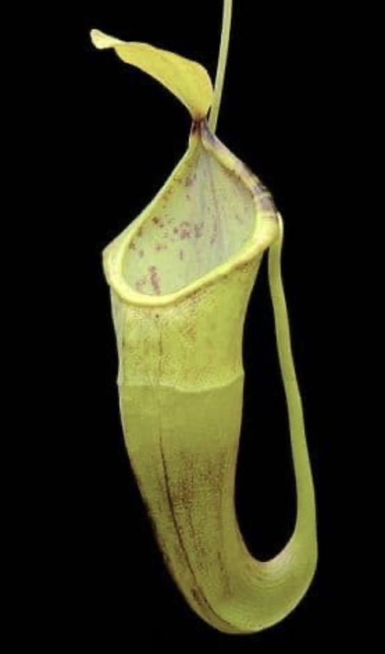 Screenshot 2026-02-06 at 10.58.00 AM.png