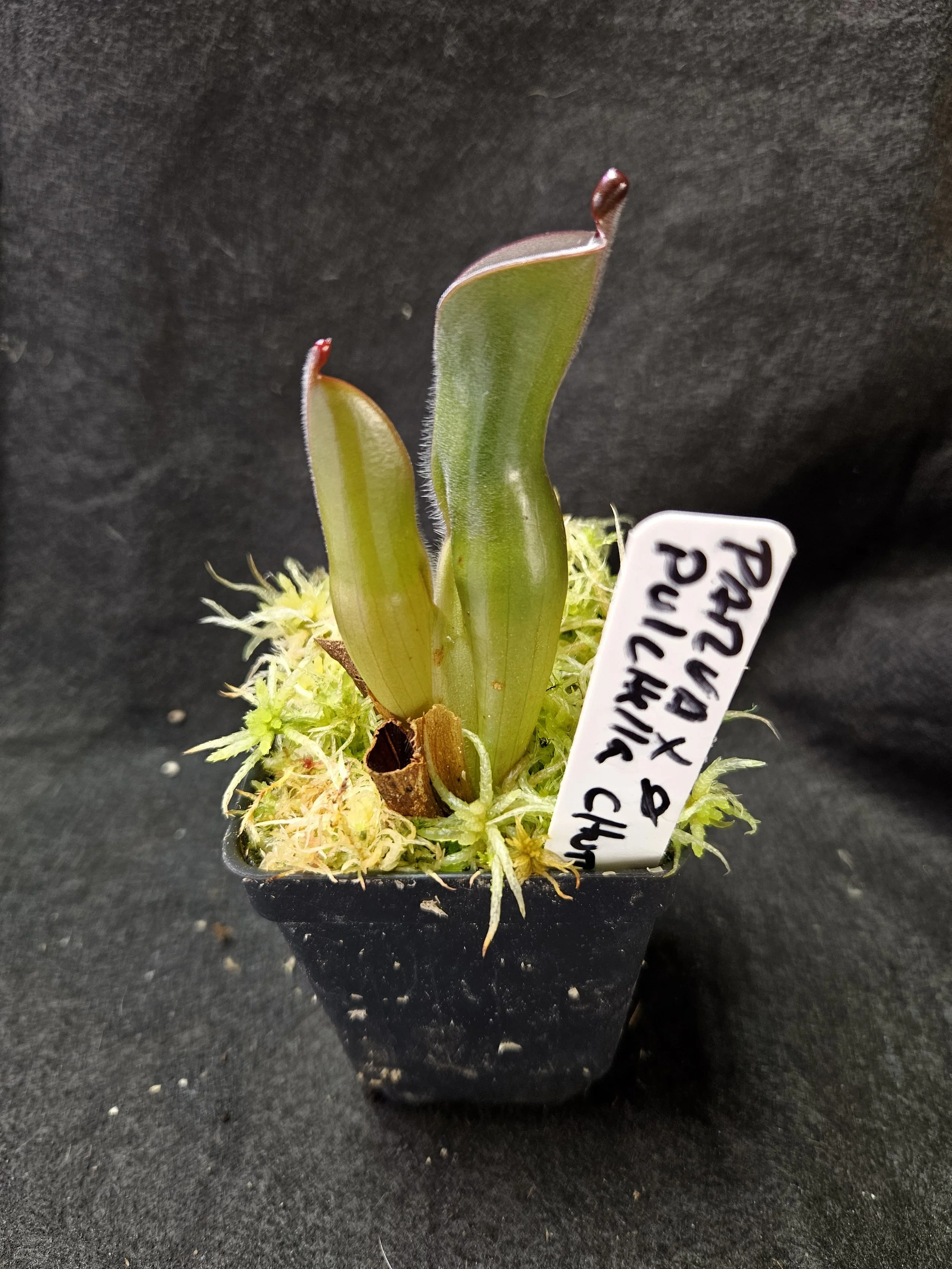 H. parva x pulchella Churi AW