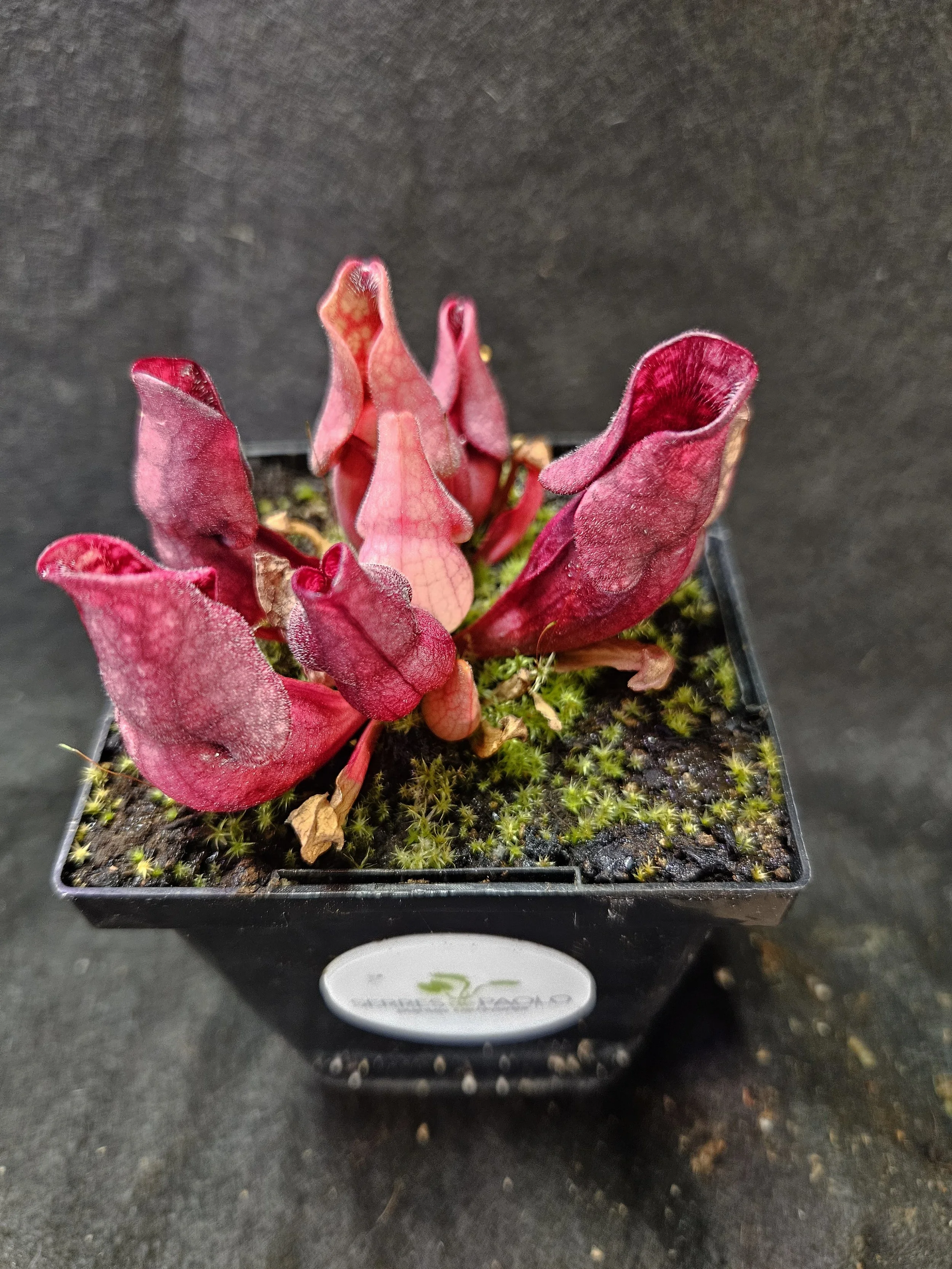 S. purpurea venosa