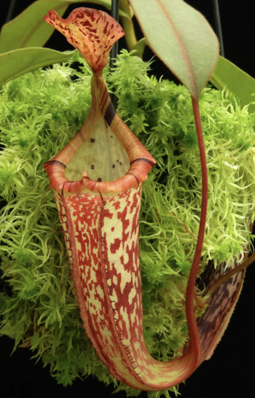 N. (veitchii x platychila) x platychila BE-4072