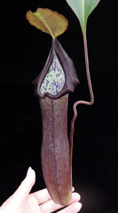 N. Maxima x ramispina BE-3740