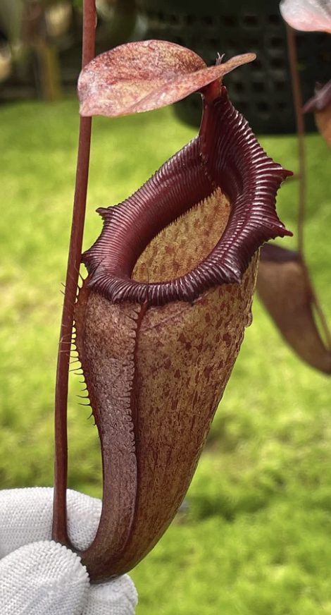 Screenshot 2026-02-06 at 11.11.12 AM.png