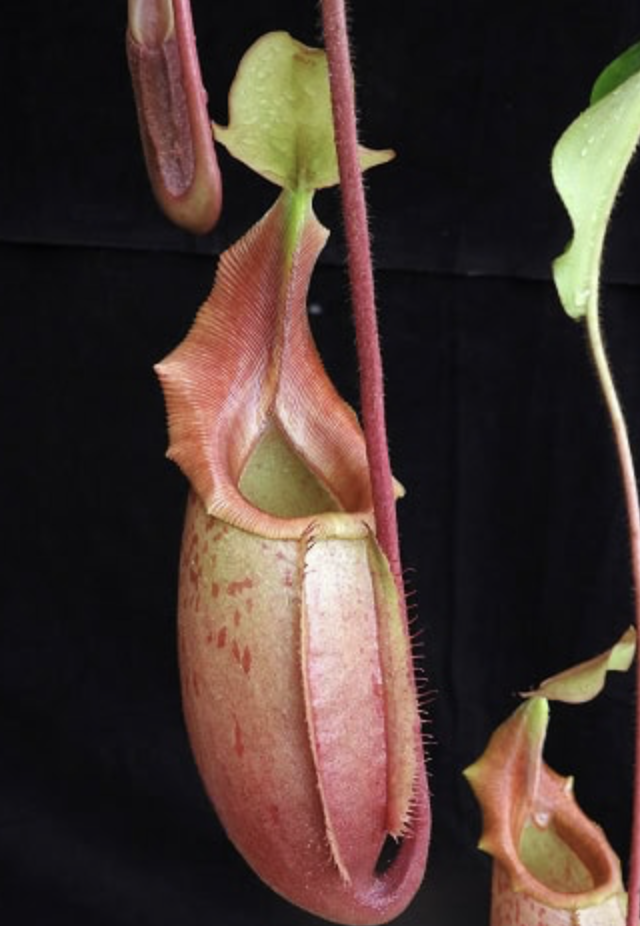 N. veitchii x mira BE-3696